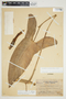 Philodendron mexicanum image
