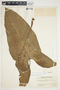 Philodendron mexicanum image