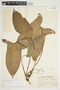 Philodendron mexicanum image