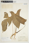 Philodendron mexicanum image