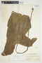 Philodendron mexicanum image
