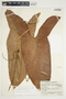 Philodendron mexicanum image
