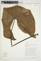 Philodendron mexicanum image