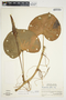 Philodendron microstictum image