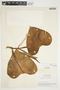 Philodendron microstictum image