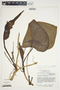 Philodendron microstictum image