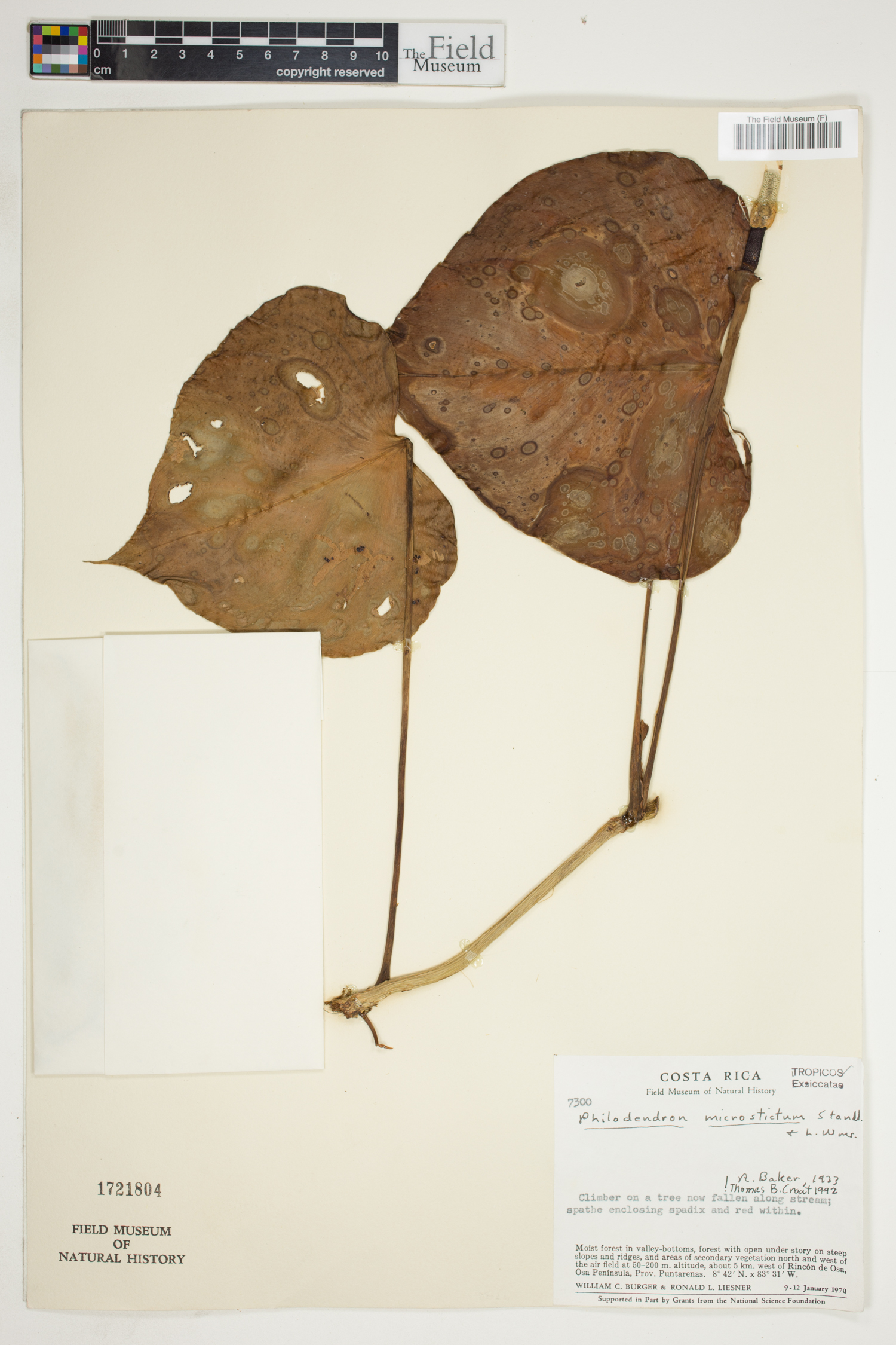 Philodendron microstictum image