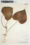 Philodendron microstictum image
