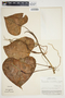 Philodendron microstictum image