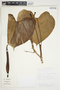 Philodendron microstictum image