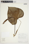 Philodendron microstictum image
