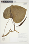 Philodendron microstictum image