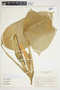Philodendron opacum image