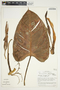 Philodendron platypetiolatum image