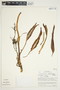 Philodendron platypetiolatum image