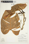 Philodendron platypetiolatum image