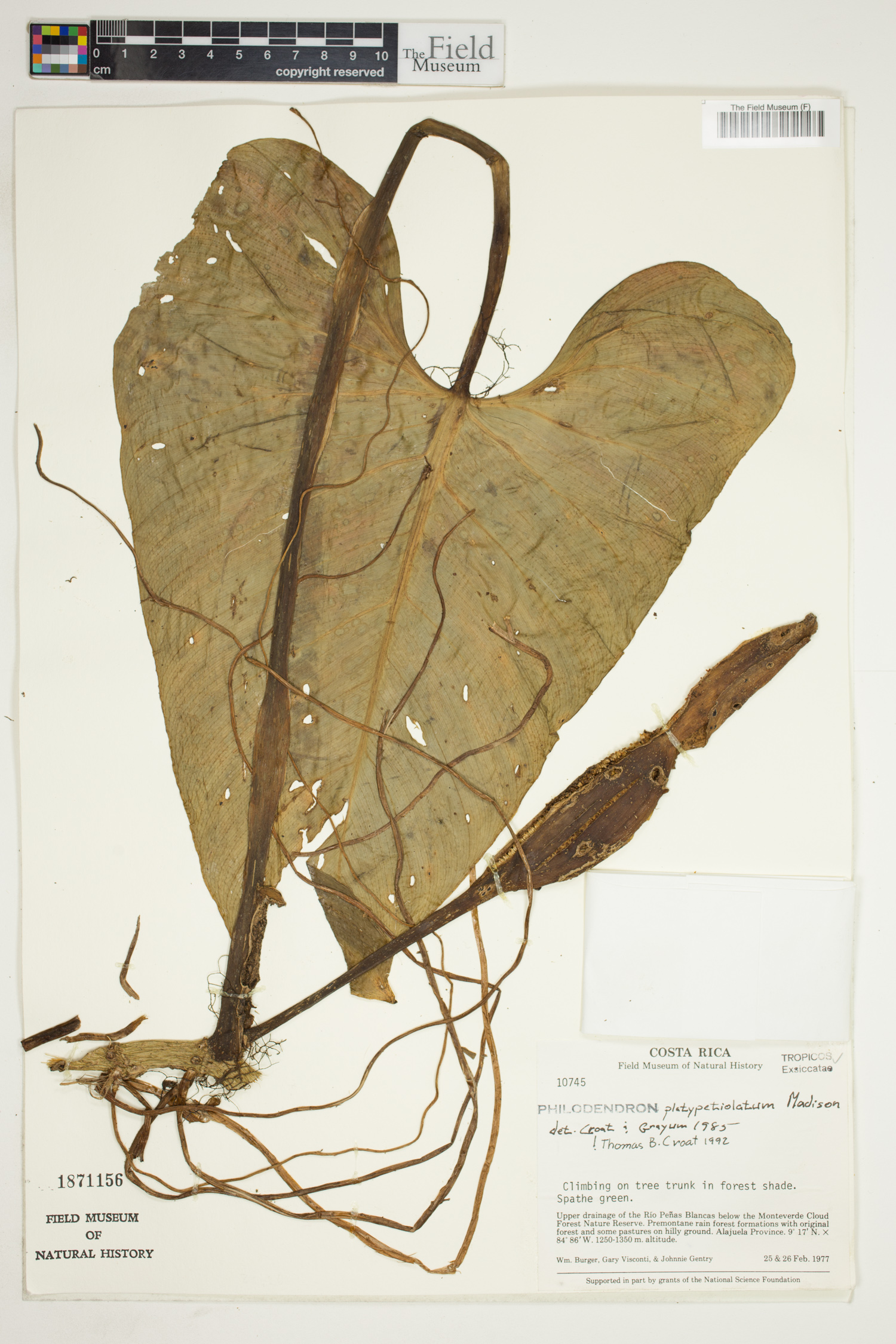 Philodendron platypetiolatum image