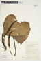 Philodendron platypetiolatum image