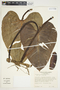 Philodendron platypetiolatum image