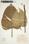 Philodendron platypetiolatum image