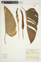 Philodendron platypetiolatum image