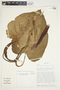 Philodendron platypetiolatum image