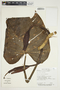 Philodendron platypetiolatum image