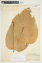 Philodendron popenoei image