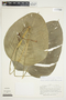 Philodendron popenoei image