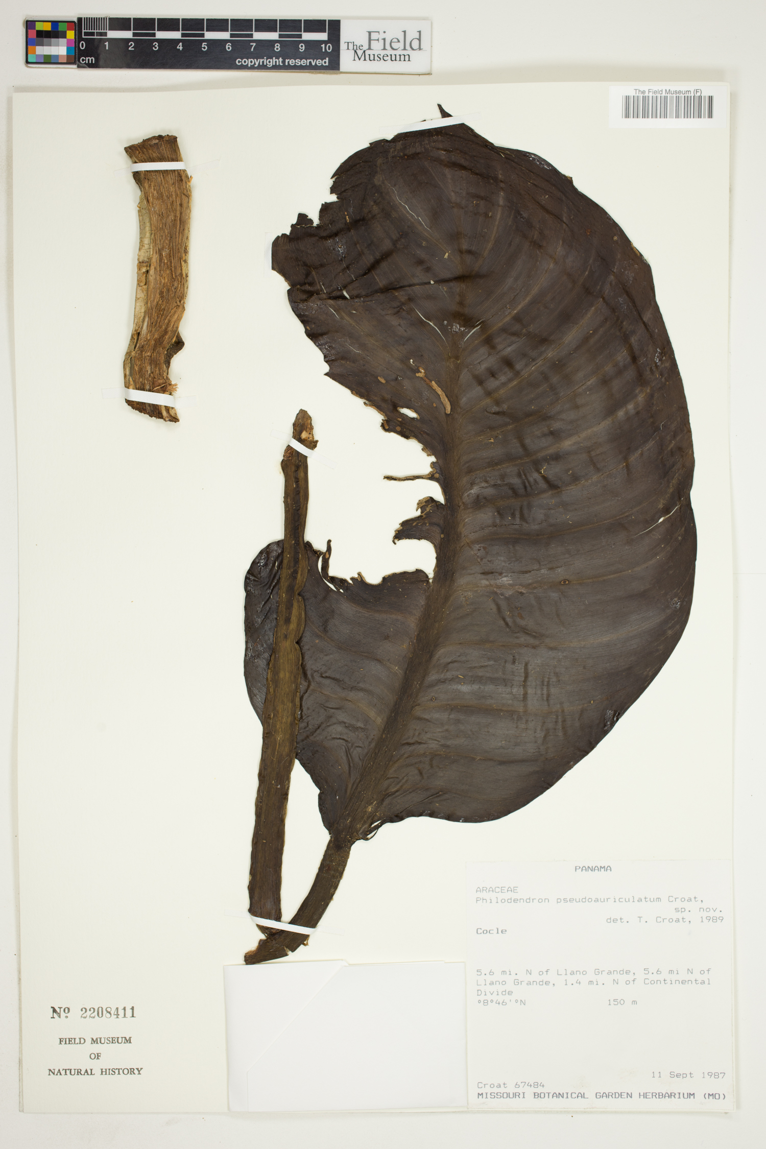 Philodendron pseudauriculatum image