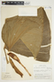 Philodendron pseudauriculatum image