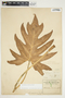 Philodendron radiatum image
