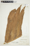 Philodendron radiatum image