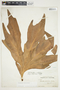 Philodendron radiatum image