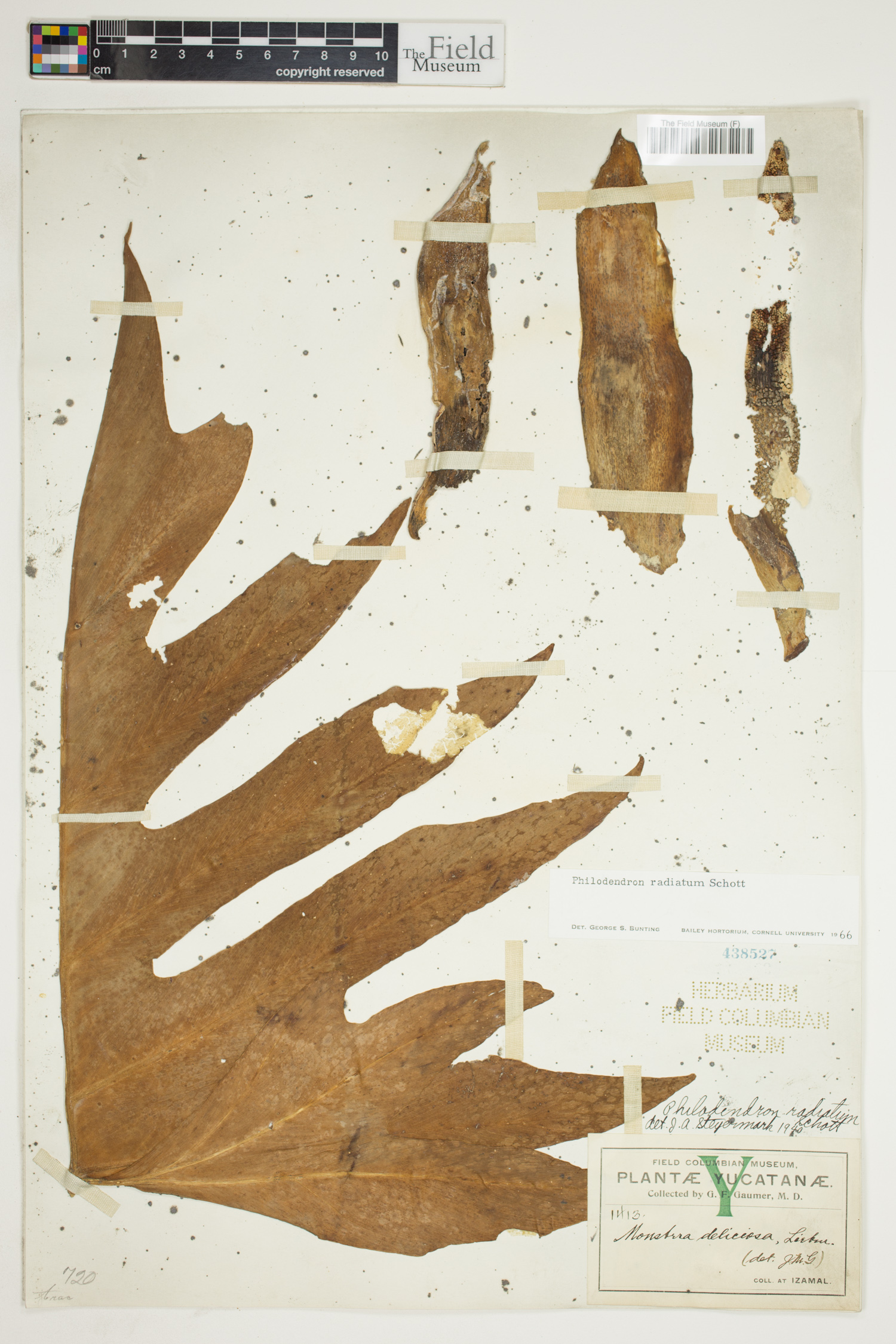 Philodendron radiatum image