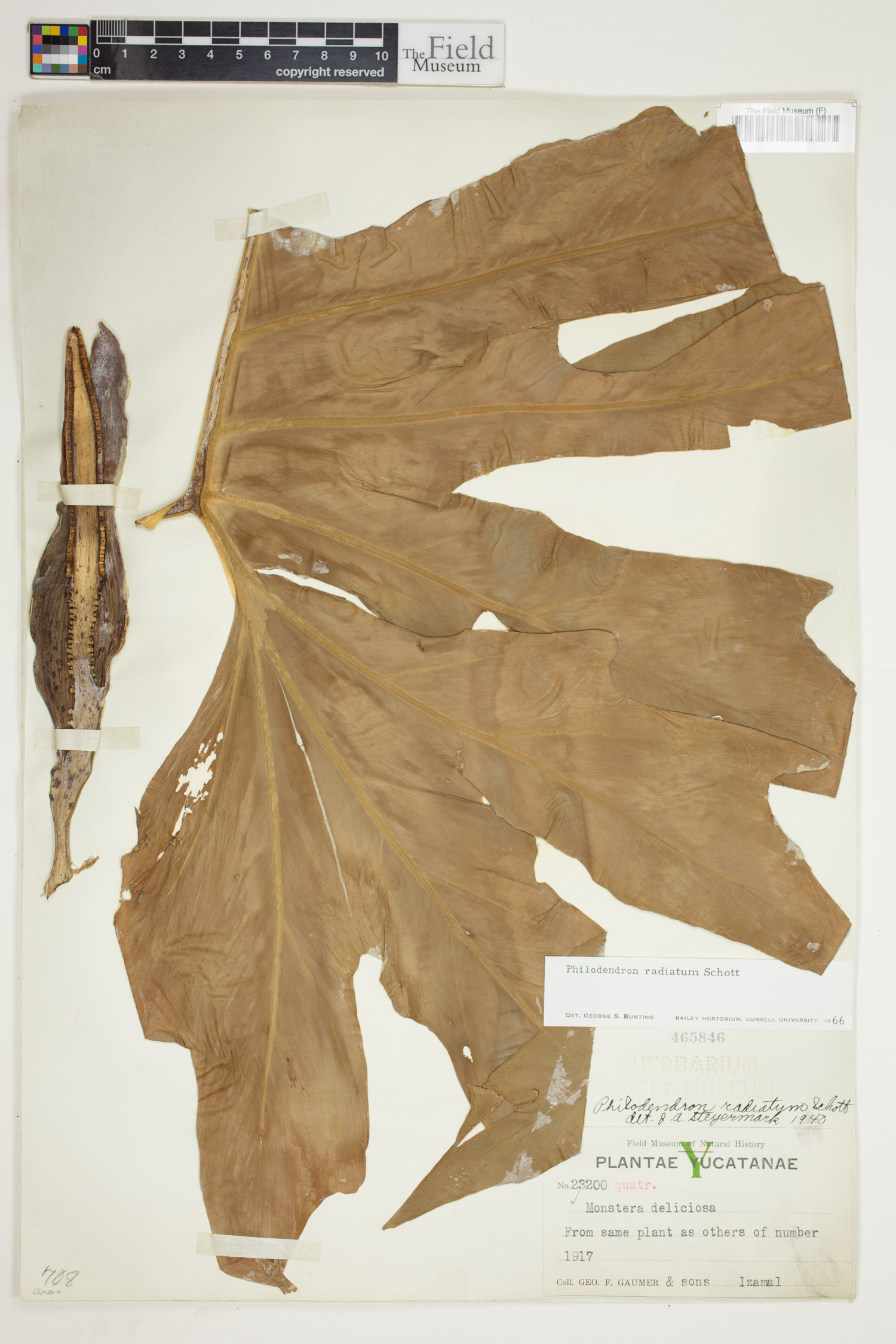 Philodendron radiatum image