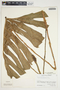 Philodendron radiatum image