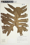 Philodendron radiatum image