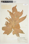 Philodendron radiatum image