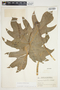 Philodendron radiatum image