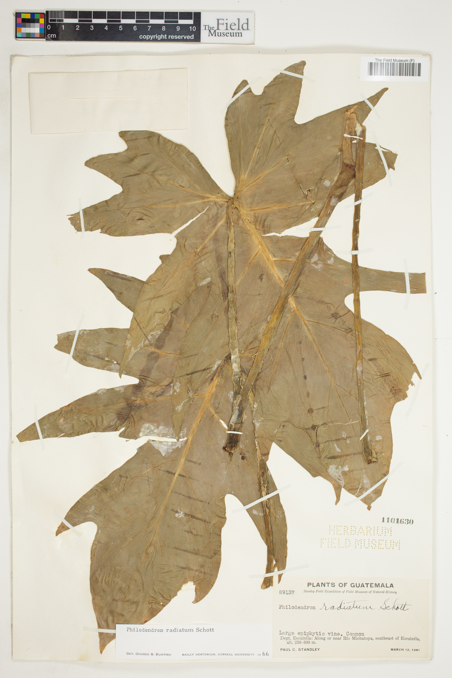 Philodendron radiatum image