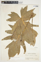 Philodendron radiatum image