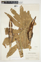Philodendron radiatum image