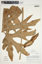Philodendron radiatum image