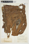 Philodendron radiatum image