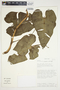 Philodendron purpureoviride image