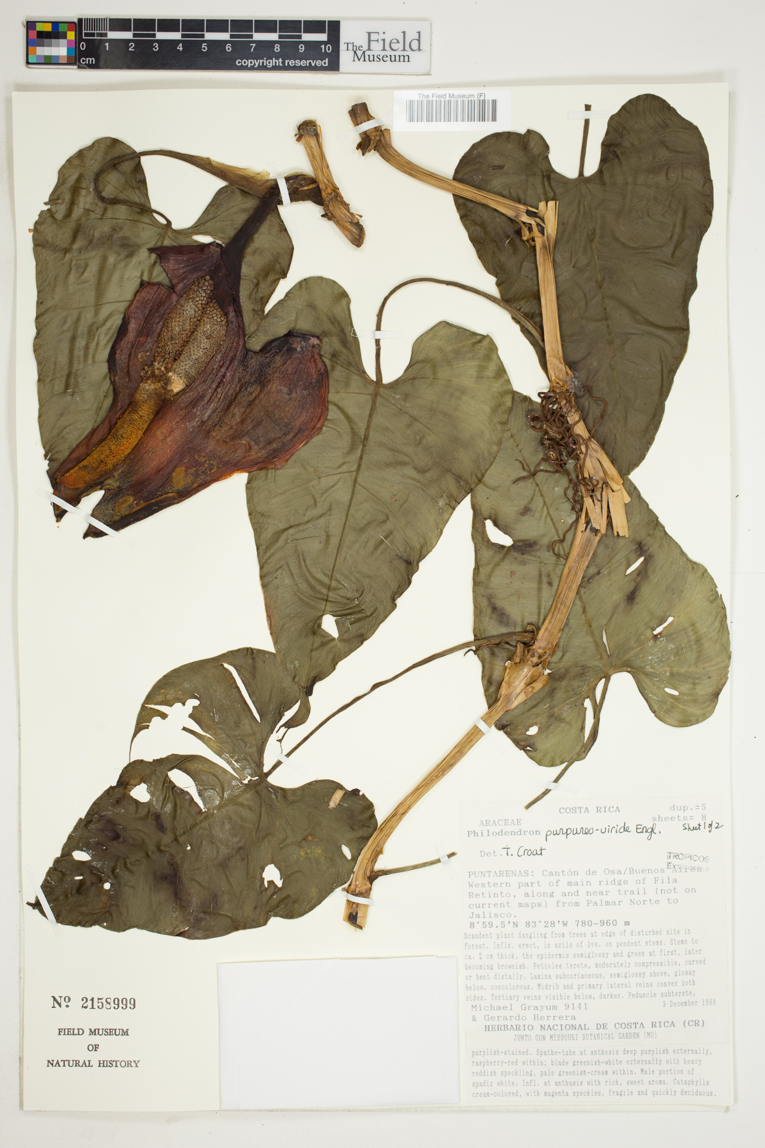 Philodendron purpureoviride image