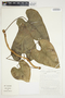Philodendron purpureoviride image