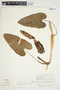 Philodendron purpureoviride image