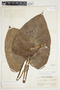 Philodendron purulhense image